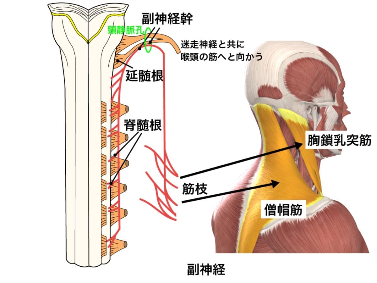 頭蓋と頸椎は肩こりに関連