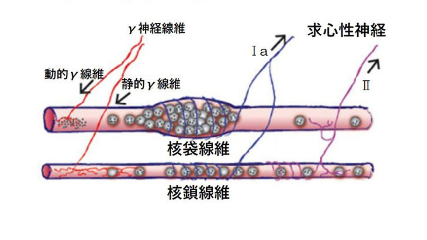 筋収縮の神経メカニズム にしむら治療院 針 灸 徒手療法 筋収縮の神経メカニズム にしむら治療院 針 灸 徒手療法