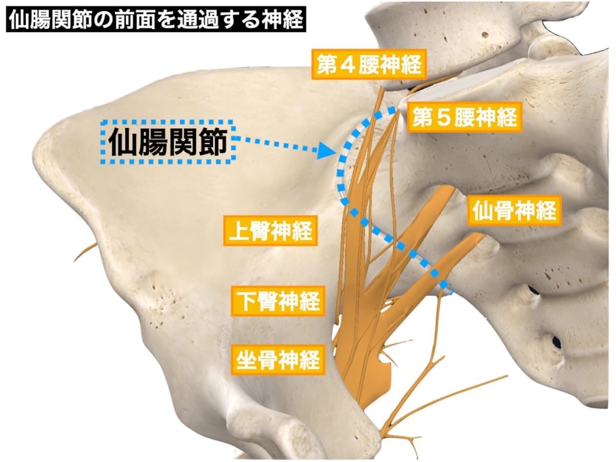 仙腸関節と坐骨神経の関連